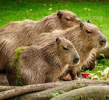 Capybara kaufen