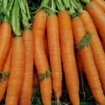 Karottenöl Test