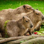 Capybara kaufen